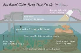 How To Set Up A Tank For Your Red Eared Slider Turtle