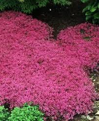 creeping thyme a growing guide