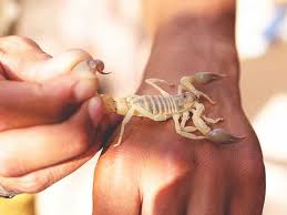 scorpion sting treatment and symptoms