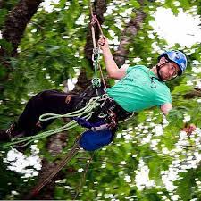 becoming an arborist climbingarborist com