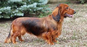 This is a place for owners and lovers of the wonderful dog breed, dachshund! Dachshund Names 300 Ideas For Naming Your Wiener Dog