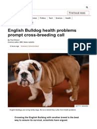 Bulldogs have a plethora of health problems including cardiac and respiratory disease, hip dysplasia, cherry eye, and other concerns. English Bulldog Health Problems Prompt Cross Breeding Call Bbc News Bulldog Selective Breeding