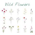 Resultado de imagem para wild flower illustrations