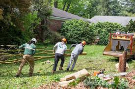 While we're based in springfield, we offer our tree care services to homes in arlington, alexandria, va & the surrounding nova area. Tree Removal Tree Trimming In Arlington Fairfax Va Jl Tree Service