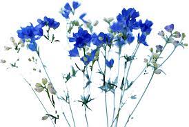 青い花のイラスト・フリー素材／No.195『青・デルフィニウム』
