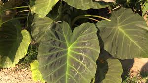 Elephant ears can be moved indoors and grown as a houseplant during the winter months. How To Grow Elephant Ears Colocasia Youtube