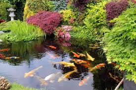 15 garden pond building tips