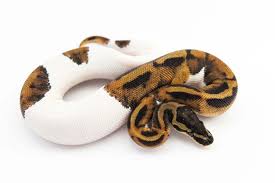 pied ball python care sheet facts