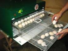 fertile parrot eggs by ireland
