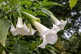 Refer to our guidelines for planting shrubs. Angel S Trumpet Better Homes Gardens