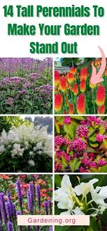 14 Tall Perennials To Make Your Garden