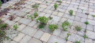 Prevent Weed Growth Between Pavers