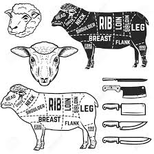 Lamb Cuts Butcher Diagram Design Element For Poster Menu Vector