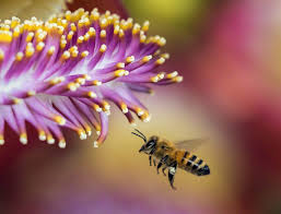 17 of the best plants to attract bees