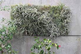Grow Indoor Air Plants For Living Wall
