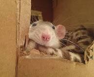 Image result for how to build an obstacle course for your rat