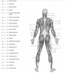 Muscle Blank Drawing Google Search Human Anatomy Chart