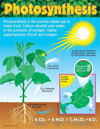 Trend Enterprises Photosynthesis Learning Chart