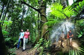 cape tribulation day tour in cairns
