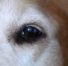 cholesterol deposits in a dog s eye