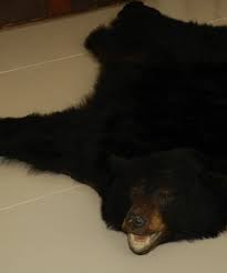 big skin of a black bear bearskin