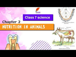 cl 7 science chapter 2