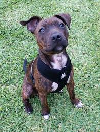 Connecting pet lovers with responsible dog breeders nationwide. Arya Are Ya Bull Terrier Puppy Staffordshire Bull Terrier Puppies Pitbull Terrier