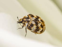 all about carpet beetles in new jersey