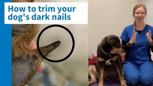 to trim your dog s dark nails safely
