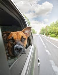 road trips with dogs your home dog