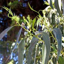 The leaves are a staple of the koalas' diet. Eucalyptus Globulus Organic Essential Oil Oshadhi Essential Oils