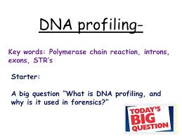 Dna Profiling Key Words Polymerase Chain Reaction Introns