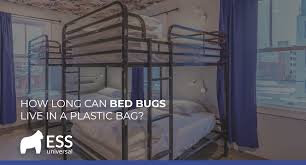 bed bugs live in a plastic bag