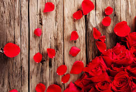 hd wallpaper roses petals red buds