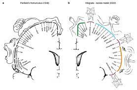 famous homunculus brain map redrawn