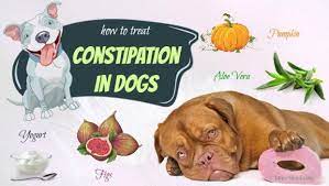 how to cure dog constipation naturally