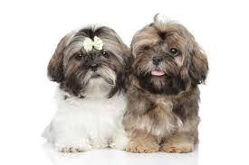 Shih tzu dogs are one of the most sought after breeds in the world. Crate Training A Puppy How To Use A Crate For Housetraining