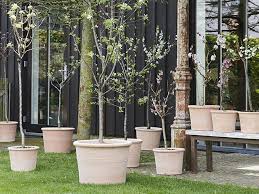 7 Of The Best Trees For Patio Pots And