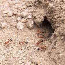 how to get rid of ants from your garden