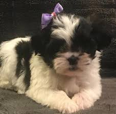 Shih tzu puppies for adoption in va. Shih Tzu Pets And Animals For Sale West Virginia