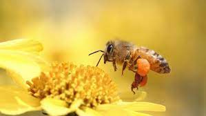 honey bee pollinating flower yellow