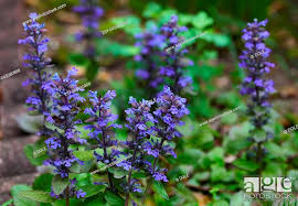purple creeping carpet bugleweed flower