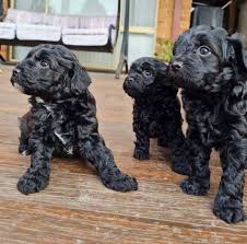 shih tzu x toy poodle puppies dogs