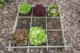 Square Foot Gardening In Texas