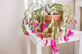 Christmas cactuses do not have leaves, but rather segmented stems that are flat, green and act just 3. Christmas Cactus Plant Care Growing Guide