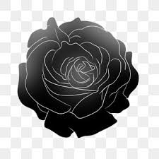 black rose png transpa images free