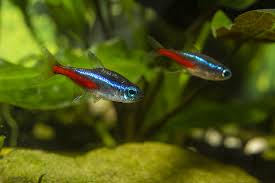 We offer many fish pet names along with over 20,000 other pet names. Six Great Types Of Fish To Keep As Pets Petbarn