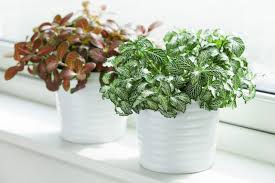 10 Non Toxic Indoor Plants For Cats
