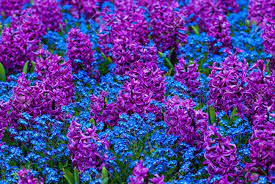 Maybe you would like to learn more about one of these? Plenty Of Nice Purple And Blue Flowers In The Park Stock Photo Picture And Royalty Free Image Image 20462476