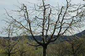 Wer viel obst ernten will, muss seine obstbäume und beerensträucher regelmäßig schneiden. Anleitung Zum Obstbaumschnitt Nabu